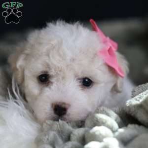 Brianna, Bichon Frise Puppy